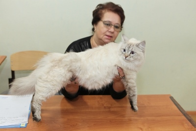 невская маскарадная кошка